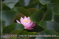 [Nanzaki Iku] Sweet Little Devil (Sweet Little Devil, Yuri Hime Wildrose) [English]