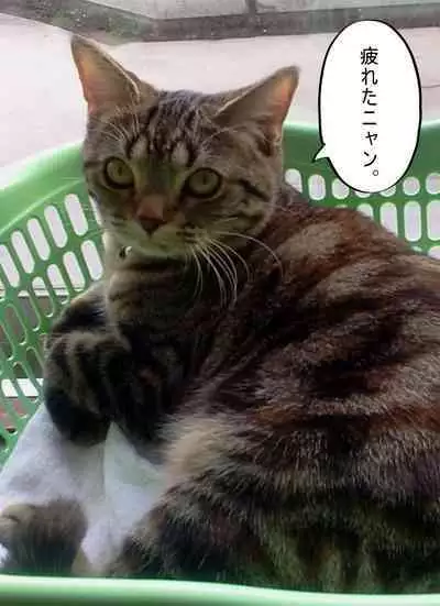 Shoujo wa Otonatachi no Nagusa ni Naru