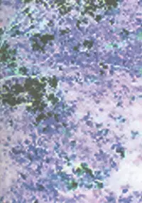 (C76) [Sangatsu No Lion (Don Shigeru)] JILL HAZARD 2 (Resident Evil 5)