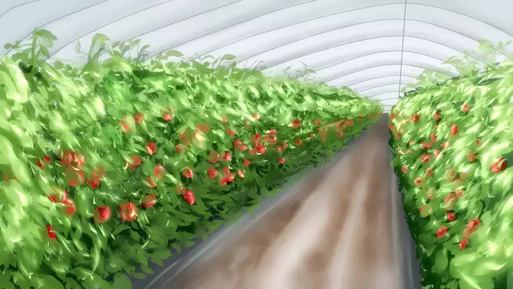 Akiko, Tomato Farmer