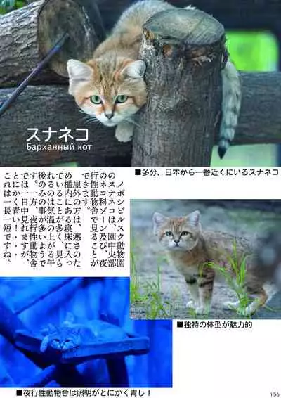 may Kemono Friends Thre Goudoushi 2