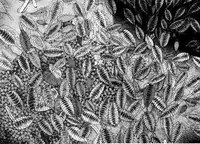 [Kugayama Rikako] Berry Very Strawberry